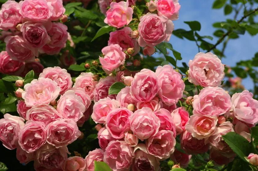 Кис роз. Плетистые розы жасмина.