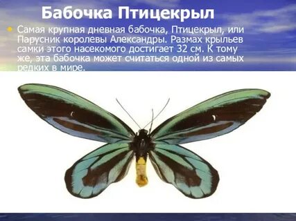 В честь кого названа древесная бабочка