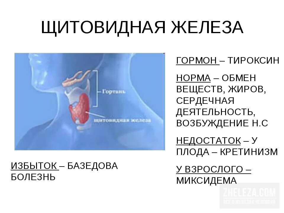 Гормоны щитовидной железы. Гормоны щитовидной железы норма. Щитовидная железа норма. Гормоны ЩЖ норма.