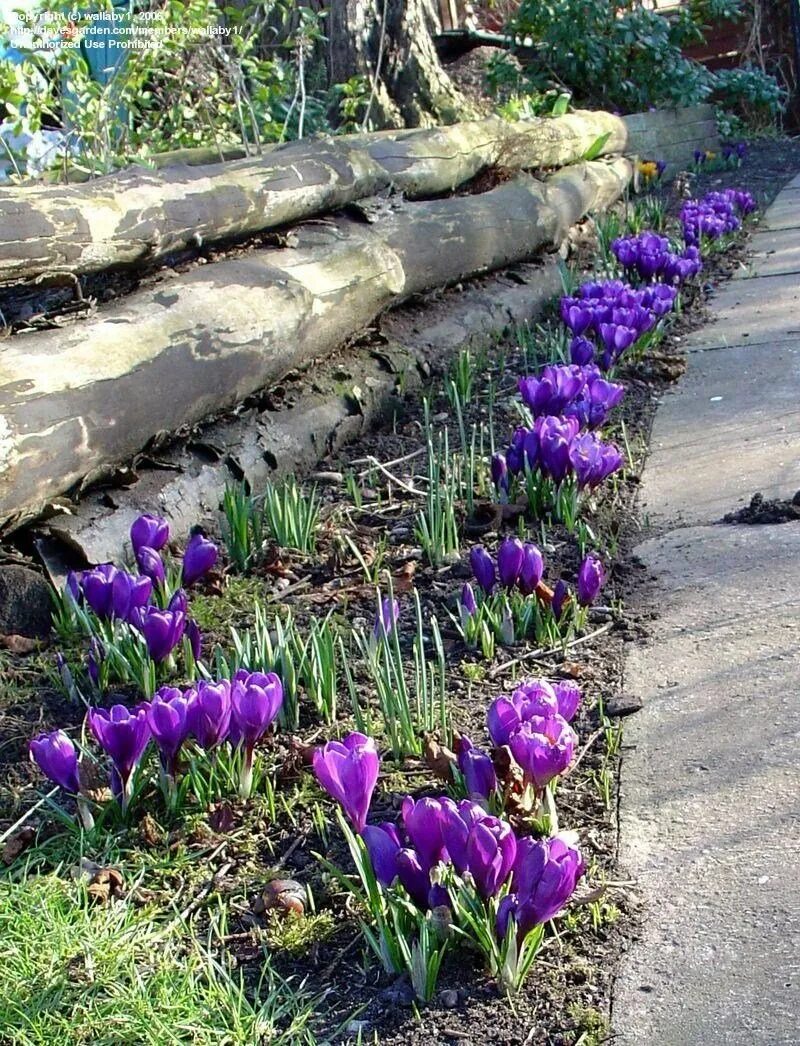 Tommasinianus крокус. Луковичные цветы крокусы. Крокусы многолетние. Луковичные многолетники крокусы. Крокусы цветы посадка.