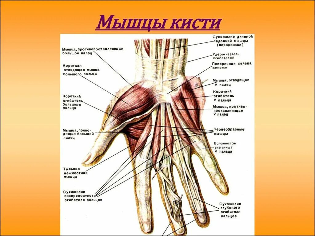 Связки на руке. Сухожилия сгибателей кисти анатомия. Мышцы кисти ладонная поверхность. Ладонные мышцы кисти подразделяются на. Мышцы кисти анатомия таблица.