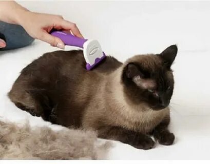 Что делать если кошка линяет