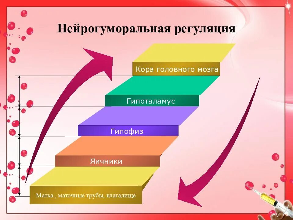 Гуморальная регуляция мозга. Нейрогуморальная регуляция. Нейрогуморальная регуляция родов. Нейрогуморальная система климакс.