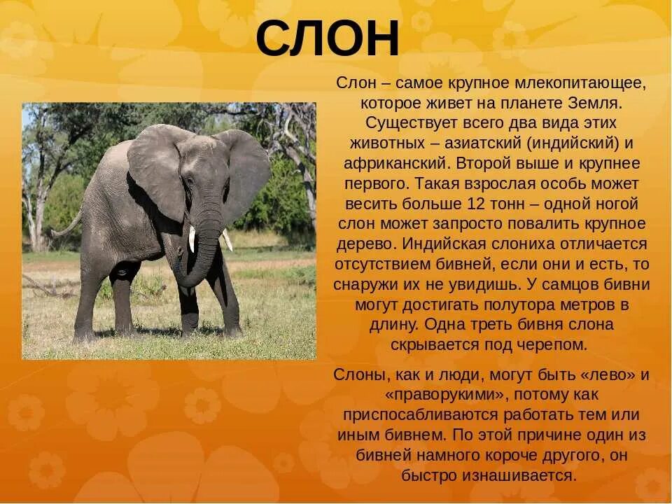 Индийский и африканский слон презентация. Доклад про слона 1 класс. Африканский слон описание. Индийский слон описание. Описание слона.