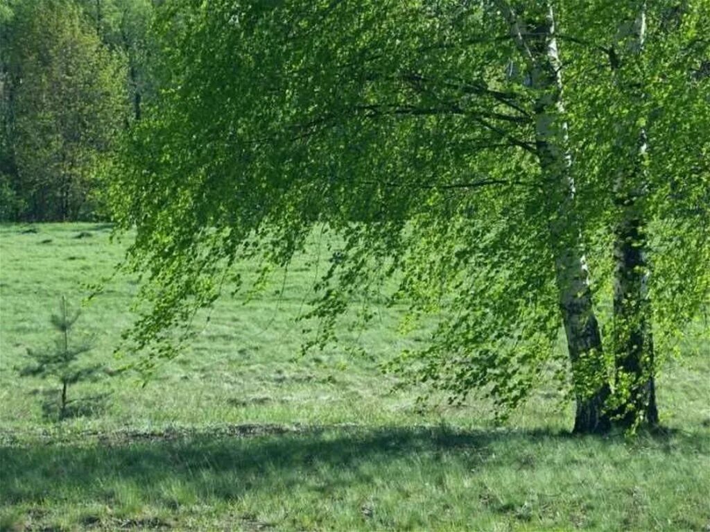 Березы ветерок. Береза на ветру. Ветер в лесу. Легкий ветерок в лесу. Березка качалась