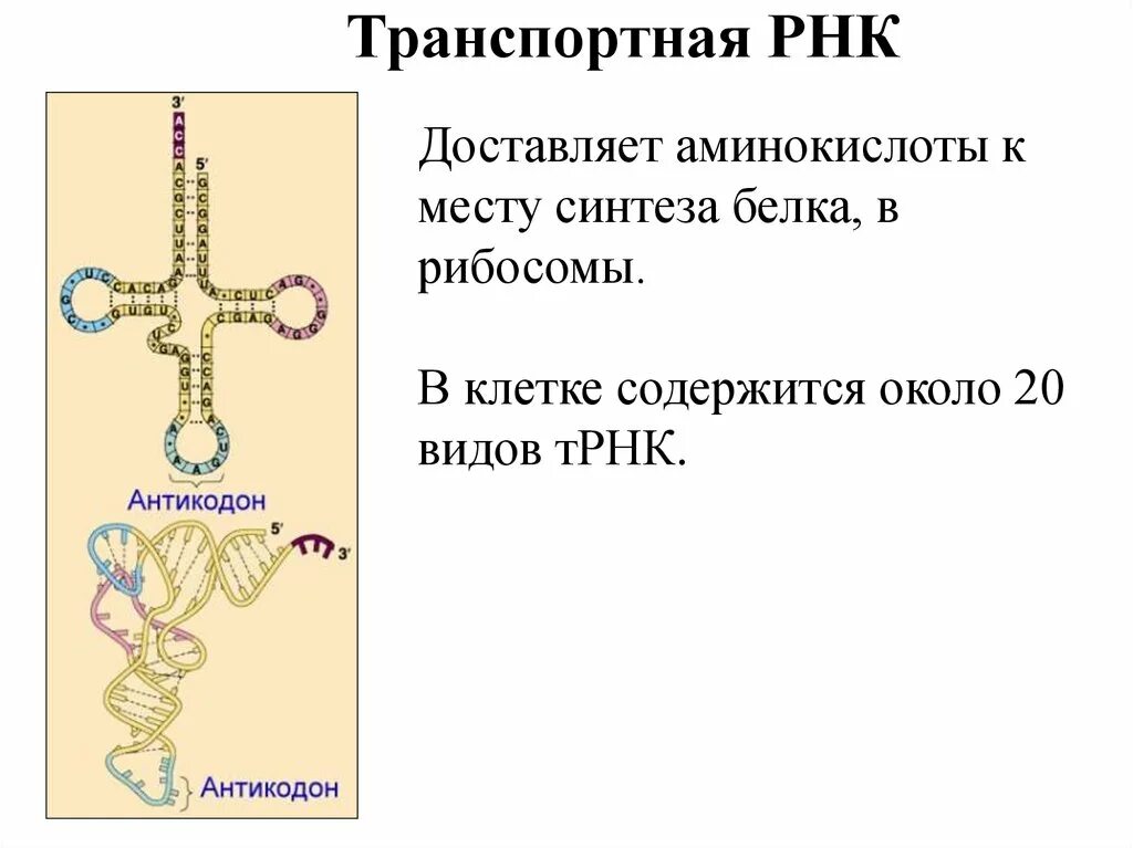 Сколько рнк в аминокислоте