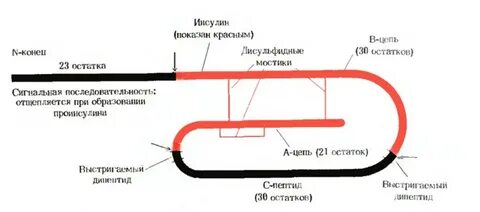 Ген человеческого инсулина