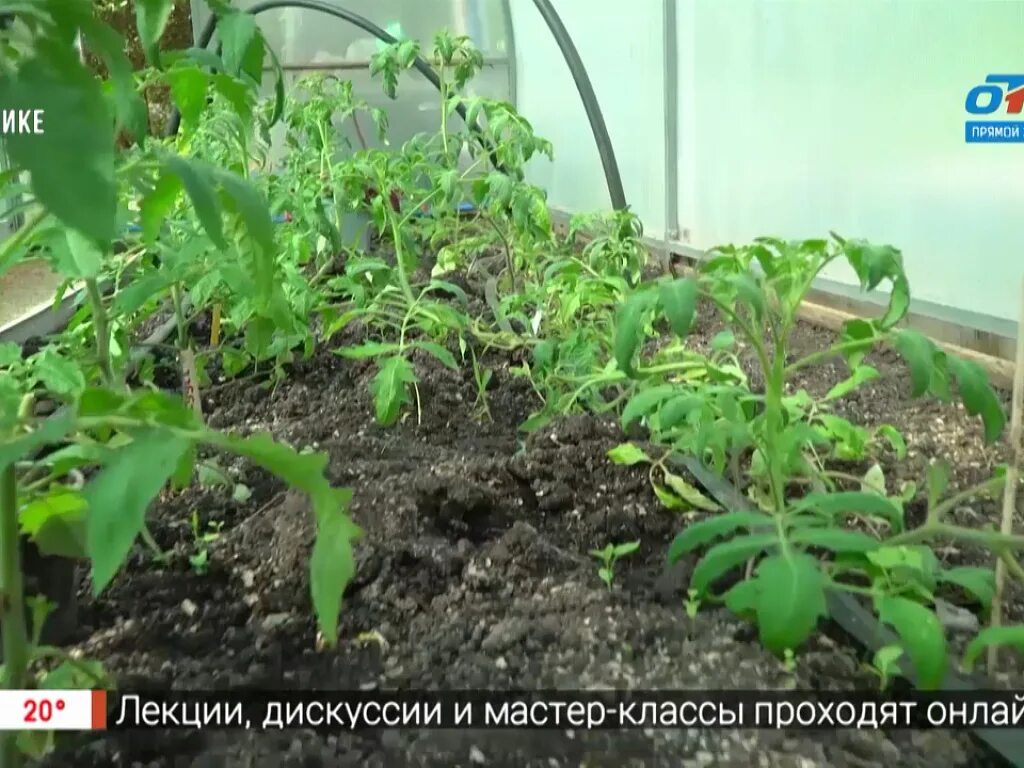 Подкормка рассады томатов после высадки в теплицу. Подкормка томатов после высадки в теплицу. первая подкормка томатов после высадки в теплицу. подкормка томатов в теплице в мае. подкормка томатов после высадки в теплицу поэтапно.