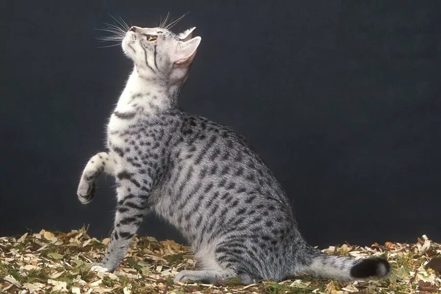Кошечек быстро. Египетская МАУ кошка. Египетская МАУ котята. Египетская МАУ черепаховая. Кошка в движении.