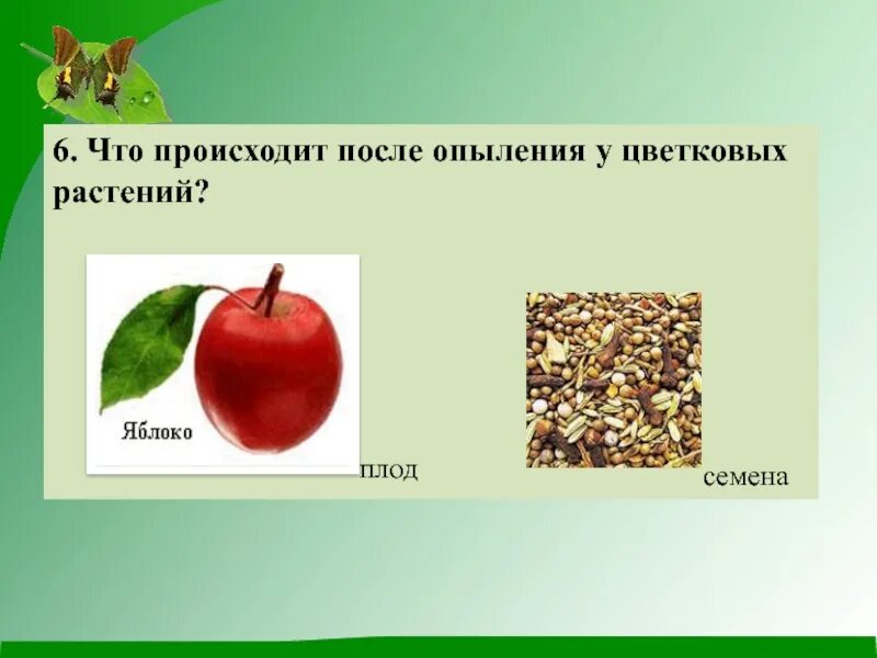 Что происходит после опыления. Что происходит после опыления цветка. плод семенами после цветка. плоды после опыления.