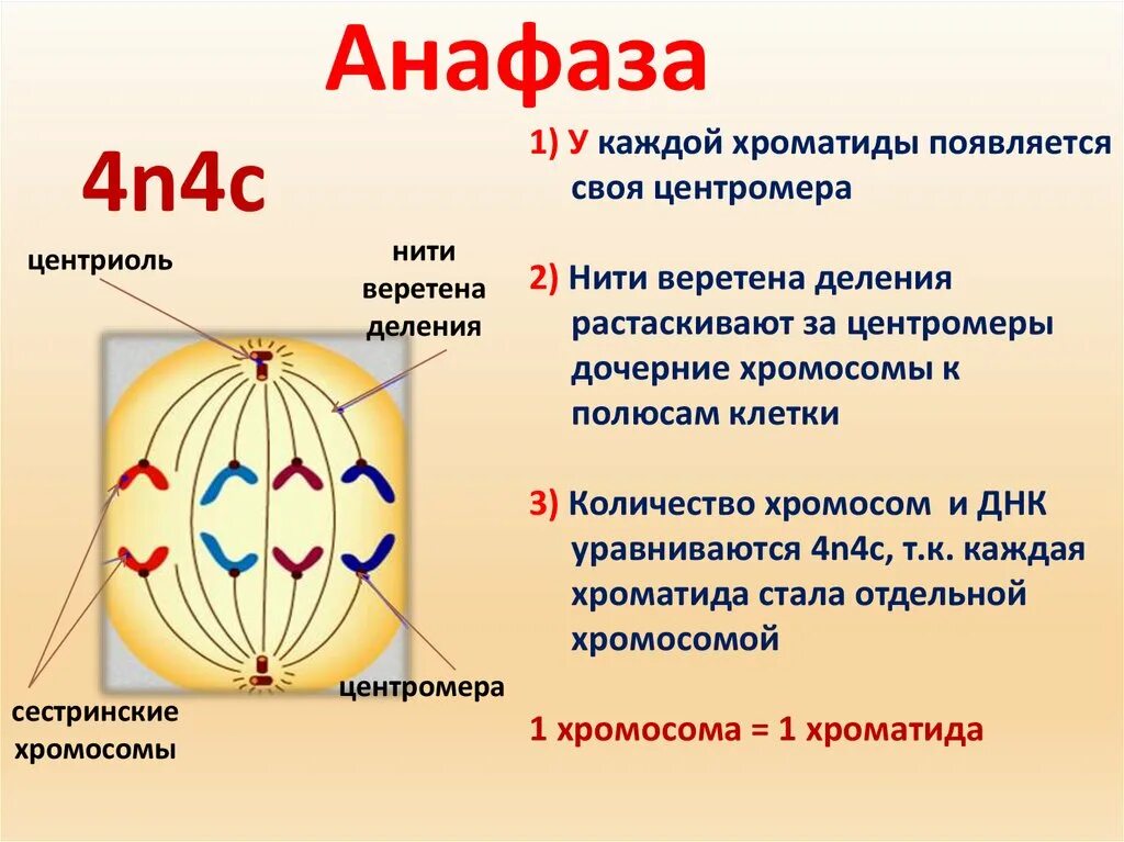 В метафазе первого деления мейоза происходит. Мейоз 1 метафаза 1. Фазы мейоза деления анафаза. Метафаза 2. Метафаза анафаза 1 деления клетки.