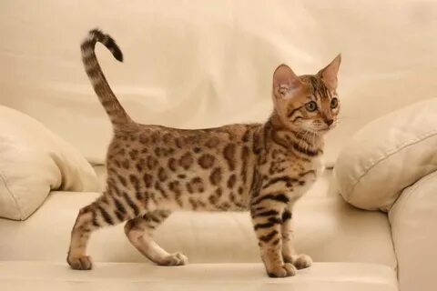 Бенгал кошка