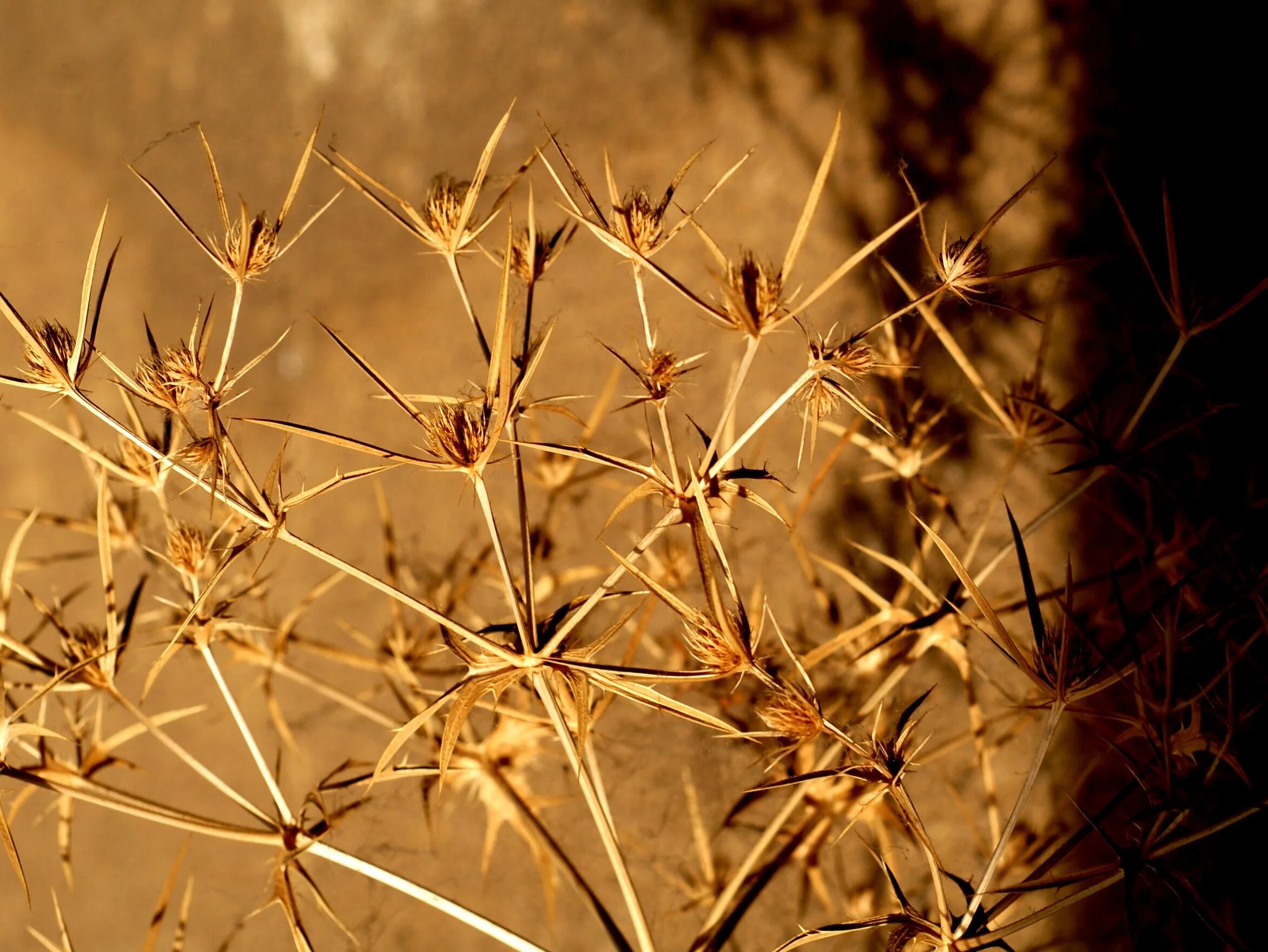 Dry plants. Сухие растения УОР. Сухой растительный Сальвет. Трава сухая профиль. Сухая трава названия разновидности.