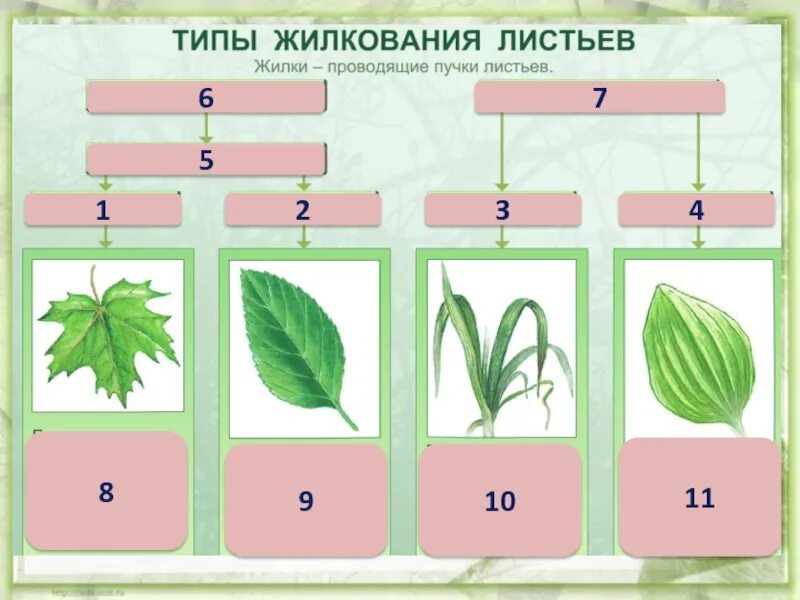 Внешнее строение листа 6 класс. Задания на листах 6 класс. Лист. Внешнее строение листа задания. Внешнее строение листа 6 класс биология.