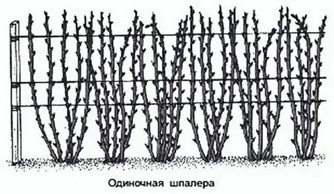 Посадка малины в ряд расстояние