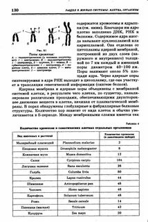 Сколько хромосом в половых клетках у человека