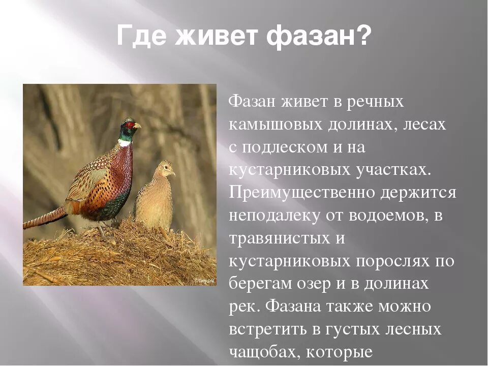 Где живет фазан. Фазан. Фазан описание. Обыкновенный фазан описание. Интересные факты о фазанах.