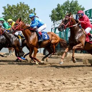 Horse race live