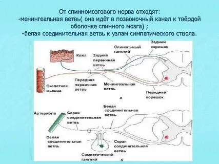 Грудной спинномозговой нерв ветви