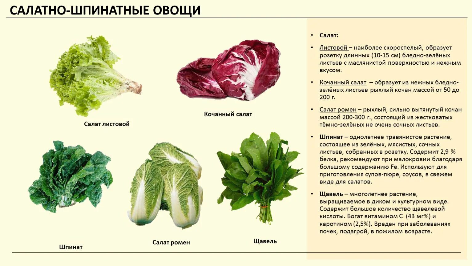 Салатно Шпинатные овощи список. Листовые овощи. Виды листовых овощей. Разновидности салата листового. Список овощных растений