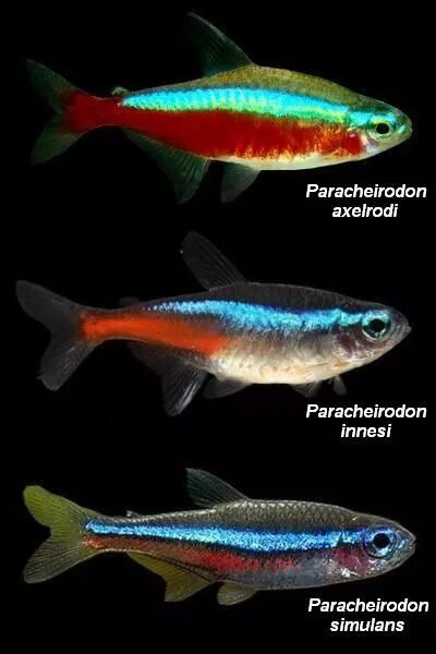 Чем отличается красный от синего. Неон голубой аквариумная рыбка. Данио Голдфиш. Красный неон рыбка самец и самка. Рыбки неоны и данио.