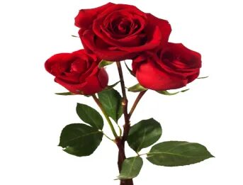 Свингерлер оргия порно Чехия