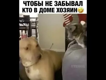 Я стала котом тирана