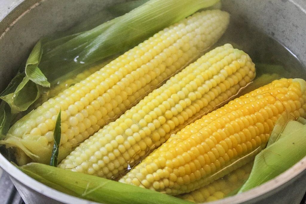 Сколько варить початок. Вареная кукуруза Бондюэль. Кукурузы в початках отварные. Кукуруза отварная в початках. Кукурузный початок.