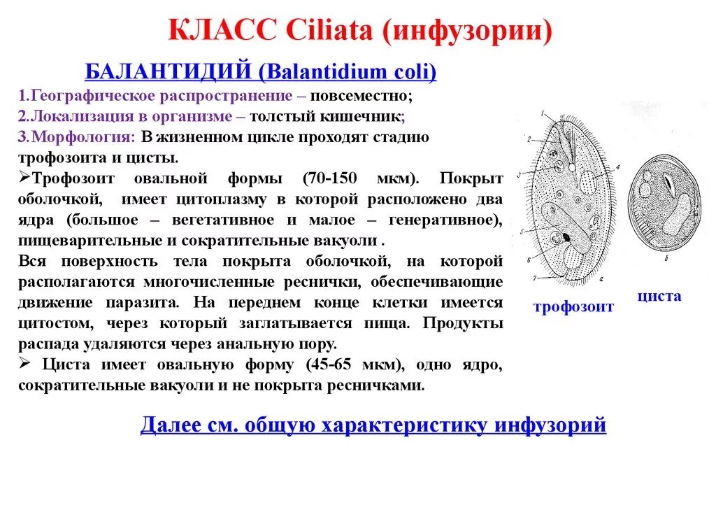 Одинаковые продукты распада удаляются. Жизненный цикл балантидия кишечного. Циста балантидия строение. Окончательный хозяин балантиди. Балантидий жизненный цикл кратко.