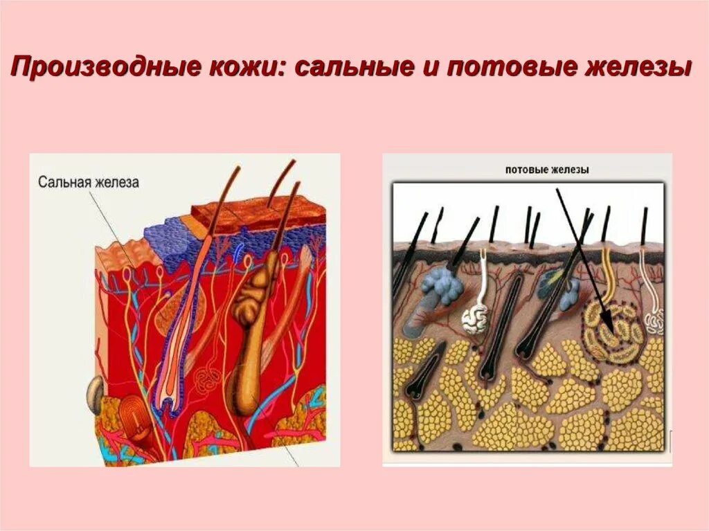 В каком слое расположены потовые железы. Потовые железы анатомия строение. Потовые и сальные железы кожи. Строение потовых и сальных желез. Сальные почтовые желез.