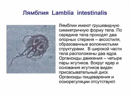 Лямблия название