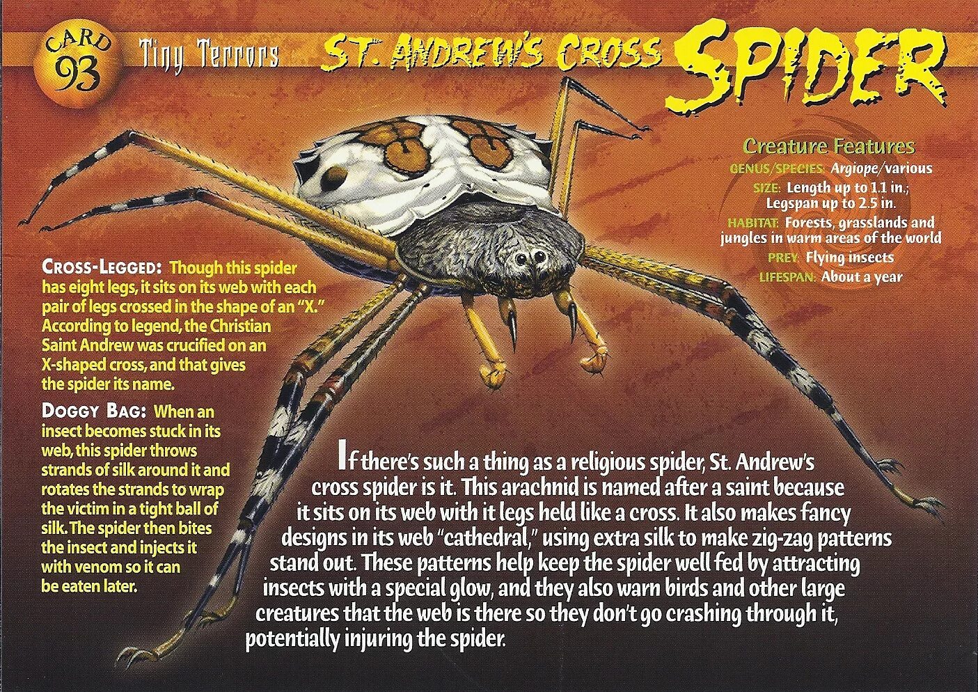Паук Saint. Weird n Wild creatures Kappa. Saint Andrew Spider. Saint Andrew Cross Spider.