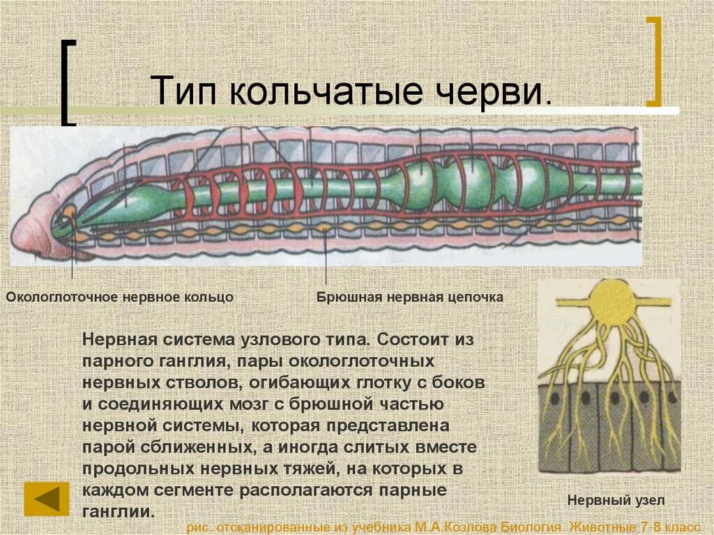 Кольчатые черви имеют нервную