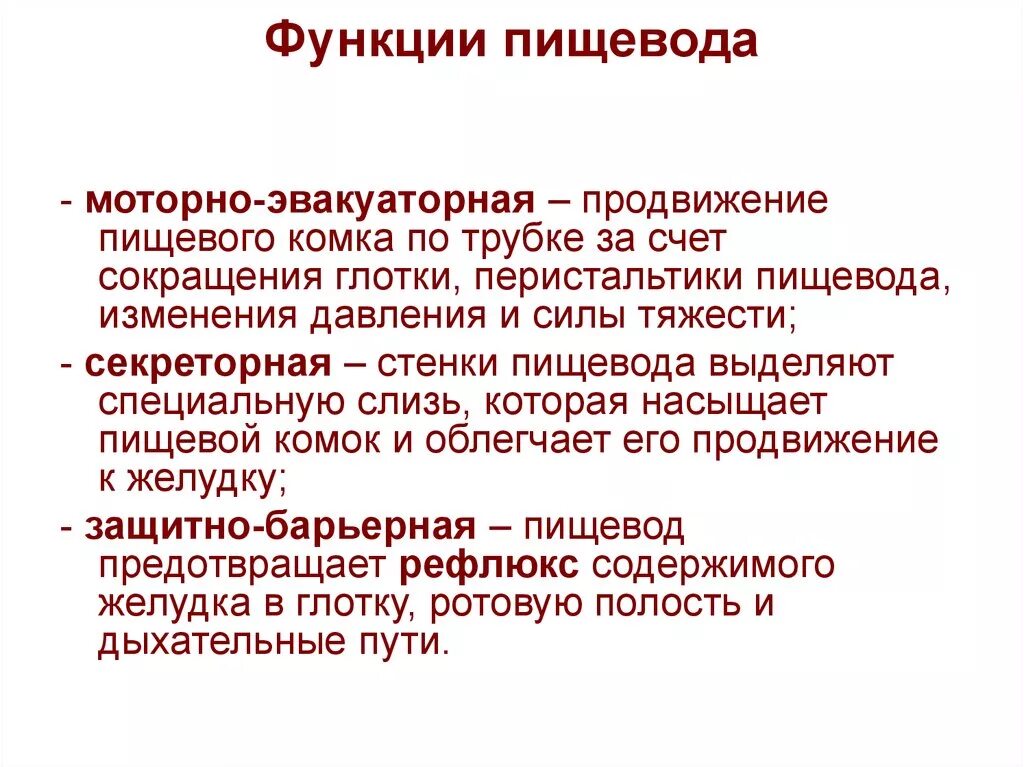 Какую функцию выполняет пищевод