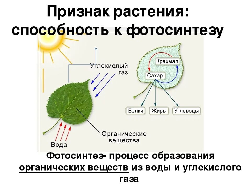 Роль фотосинтеза схема. Схема отражающая процесс фотосинтеза. Способность к фотосинтезу. Процесс фотосинтеза идет в. Признак растения: способность к фотосинтезу.