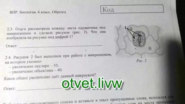 Структуру одуванчика под микроскопом. Кожица листа одуванчика под микроскопом. рассмотрите кожицу листа одуванчика под микроскопом. лист одуванчика под микроскопом.