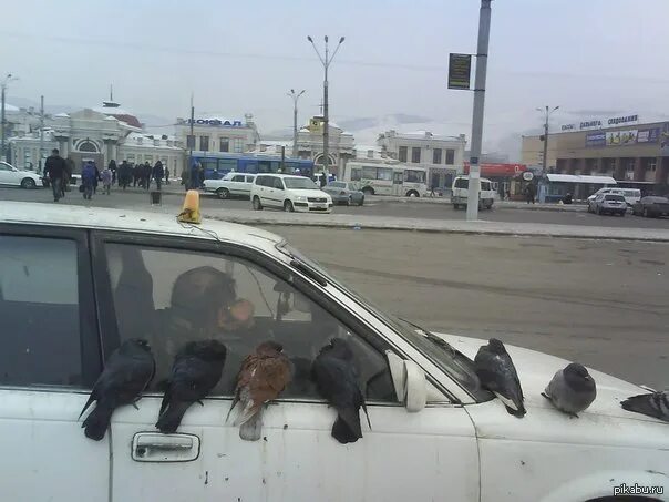 Голуби и автомобиль. Автомобиль голубятня. Машина с птицей. Птичий помет на автомобиле. Голубь сел на машину приметы.