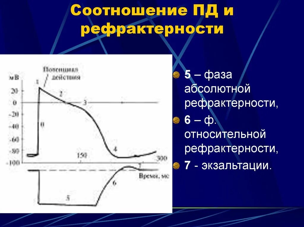 Потенциал действия физиология это. Фазы потенциала действия и возбудимости. Фазы рефрактерности физиология. Соотношение фаз потенциала действия и возбудимости. Соотношение фаз Пд и возбудимости.