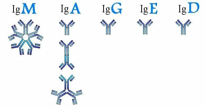 Иммуноглобулин IGE схема строение. Iga иммуноглобулин. IGG иммуноглобулин. Схема строения иммуноглобулина e.