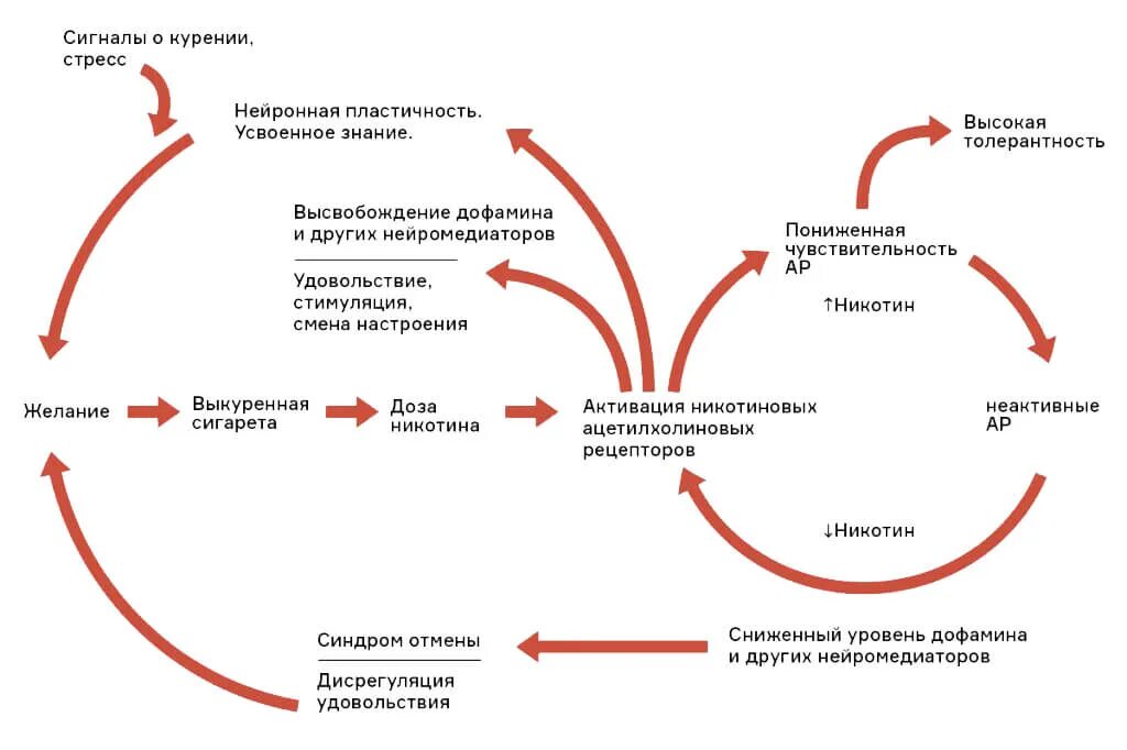 Формирование никотиновой зависимости схема. Схема развития никотиновой зависимости. Как формируется никотиновая зависимость. Механизм действия никотина схема.