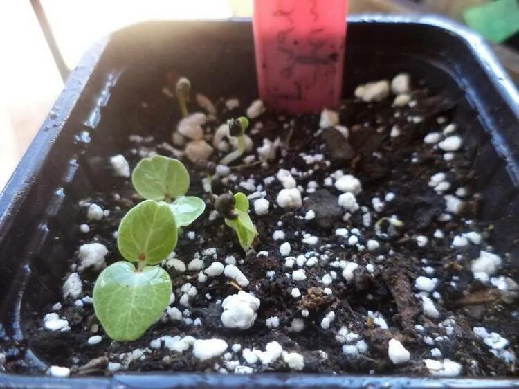 Лаватера цветок рассада. Лаватера выращивание из семян когда сажать на рассаду в сибири. Лаватера рассада. Когда сеять лаватеру на рассаду. Лаватера пикировка рассады.