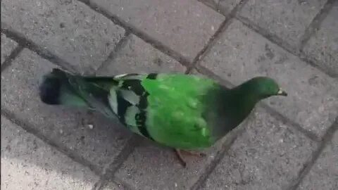 Описание зеленых голубей