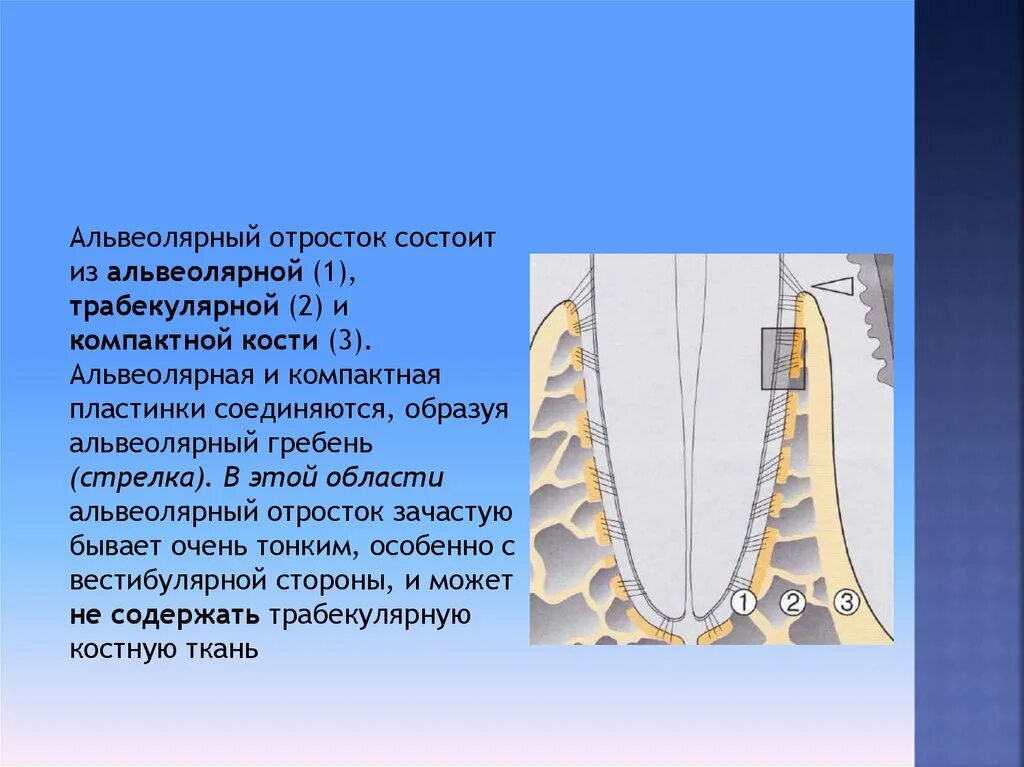Альвеолярная ткань зуба. Альвеолярная кость зуба строение. альвеолярная кость гребень. строение альвеолярного отростка. кость альвеолярного отростка.
