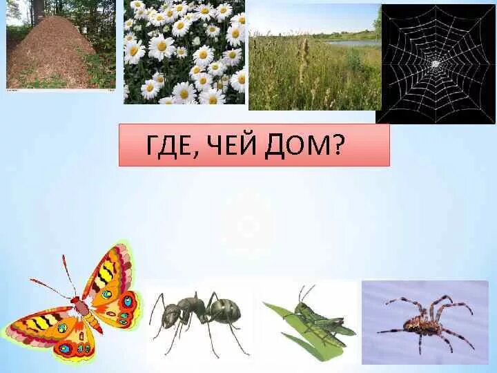 Откуда насекомое. Откуда насекомое. Насекомые. Крымская муха цикада. Насекомые список названий.
