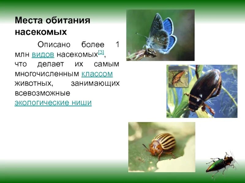 Среда обитания насекомых. Экологическая ниша насекомых. Местообитание насекомых. Среда обитания насекомых 3 класс.