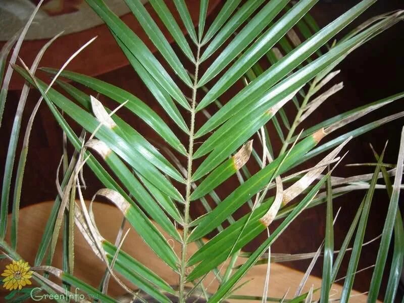 Хамедорея почему сохнут листья. Хамедорея фузариоз. Финиковая Пальма хамедорея. Хамедорея щитовка. У финиковой пальмы сохнут кончики.