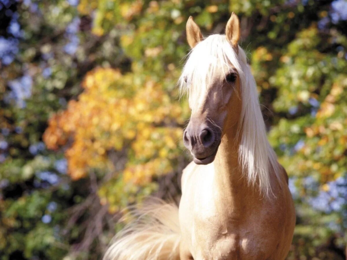 Horse pictures. Соловая масть лошадей. Арабская лошадь Соловая. Соловая масть лошади фото. Красивый конь.