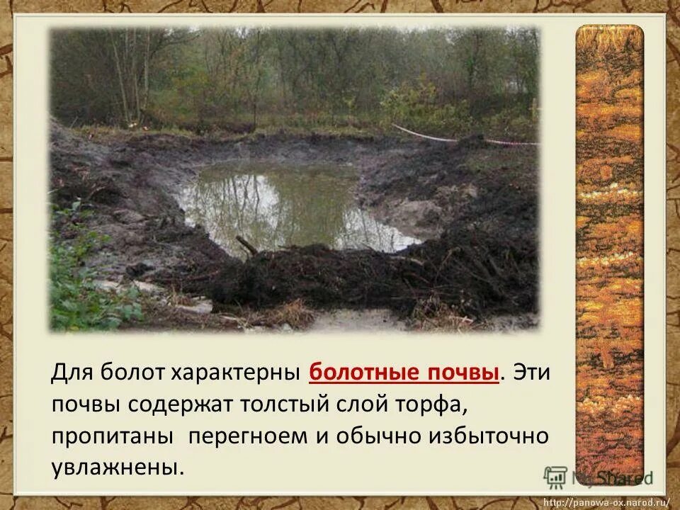 моденовское болото. характерное для болот. саламатьевское болото. характерное для болот. болото мшара.