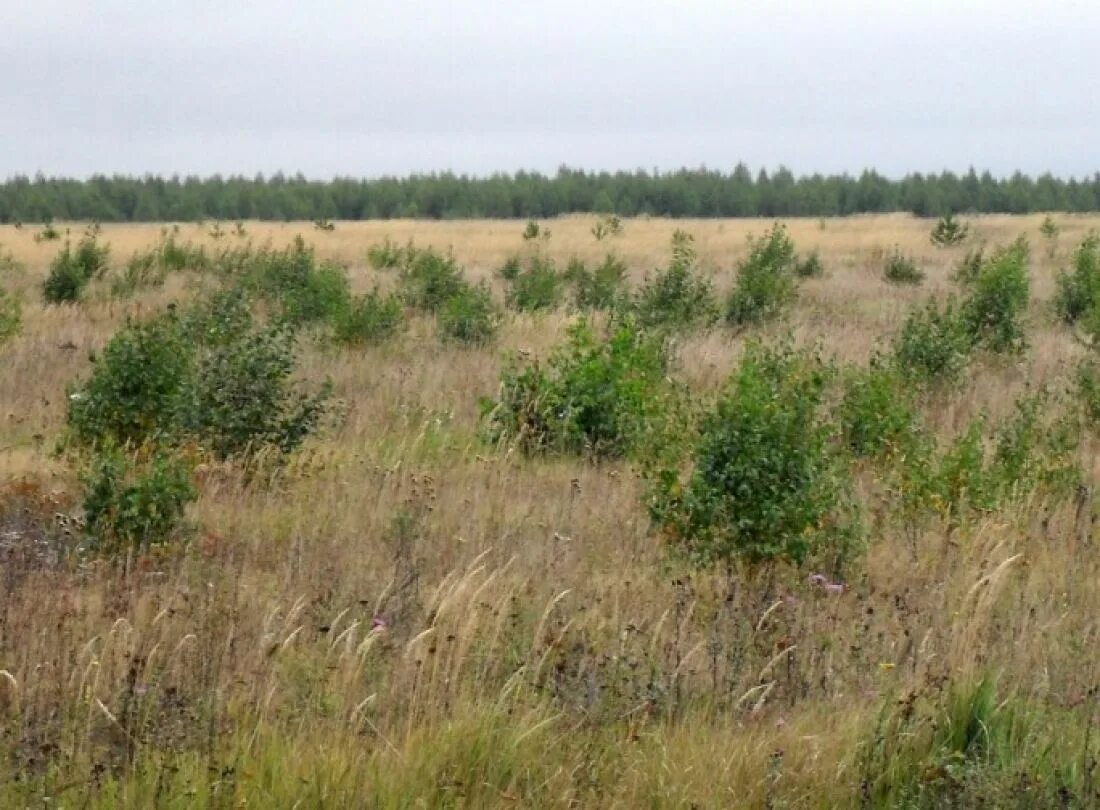 Заброшенные земли сельхозназначения. Земля в деревне. Земельный участок. Деревья на сельскохозяйственных землях. Неиспользуемые сельскохозяйственные земли.