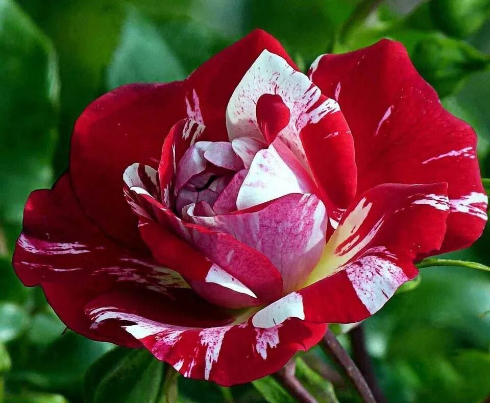 Пестрые розы. Розы полосатики. Полосатые розы сорта. Пестрые сорта роз.